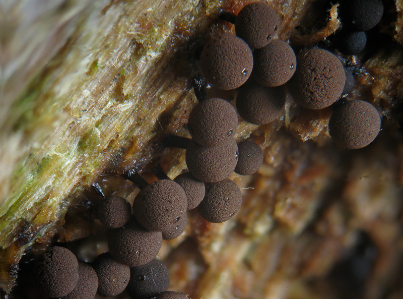 Enerthenema papillatum